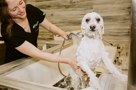 Dirty dog grooming - My Dirty Dog Mobile Washing and Grooming is a Brisbane based family business, all our staff are friendly, prompt, reliable and most of all dog loving people. We make life easier & come to you at home, office or work, at a time that suits you. A warm fresh water dog wash using environmentally friendly flea kill solutions in a …